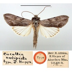 /filer/webapps/moths/media/images/N/nubipicta_Cucullia_HT_BMNH.jpg