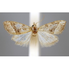 /filer/webapps/moths/media/images/S/synethes_Nola_HT_BMNH.jpg