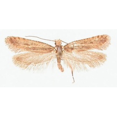/filer/webapps/moths/media/images/H/hieratica_Rhodobates_HT_BMNH.jpg