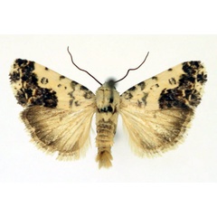 /filer/webapps/moths/media/images/M/microptera_Acontia_AM_Aulombard.jpg