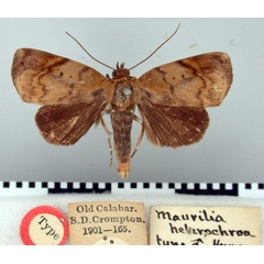 /filer/webapps/moths/media/images/H/heterochroa_Maurilia_HT_BMNH.jpg