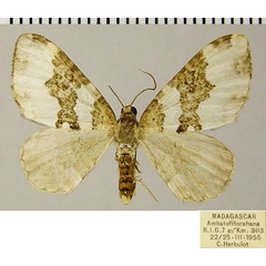 /filer/webapps/moths/media/images/R/rhodopnoa_Mimoclystia_AF_ZSM_02.jpg