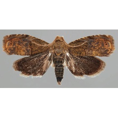 /filer/webapps/moths/media/images/D/deinbolliana_Eucosmocydia_HT_NMK.jpg
