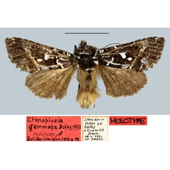 /filer/webapps/moths/media/images/G/gemmata_Ctenoplusia_HT_MNHN.jpg