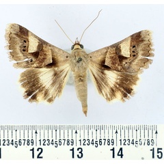 /filer/webapps/moths/media/images/R/ratovosoni_Cerocala_AF_BMNH.jpg