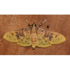 /filer/webapps/moths/media/images/H/hirtusalis_Ghesquierellana_AF_Klimsa.jpg