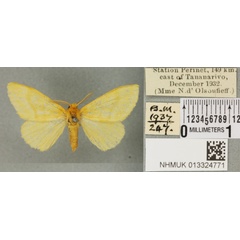 /filer/webapps/moths/media/images/S/silacea_Euproctis_PT_BMNH_01a.jpg