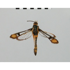 /filer/webapps/moths/media/images/E/elymais_Chamanthedon_AM_BMNH.jpg
