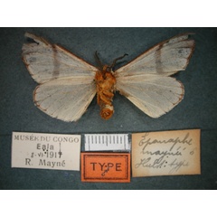 /filer/webapps/moths/media/images/M/maynei_Epanaphe_HT_RMCA_02.jpg