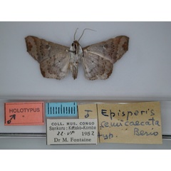 /filer/webapps/moths/media/images/S/semicaecata_Episparis_HT_RMCA_02.jpg