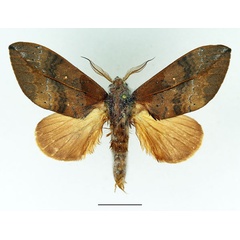 /filer/webapps/moths/media/images/F/ferruginea_Brachychira_AM_Basquin.jpg