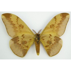 /filer/webapps/moths/media/images/C/callista_Lobobunaea_HT_NHMUKb.jpg