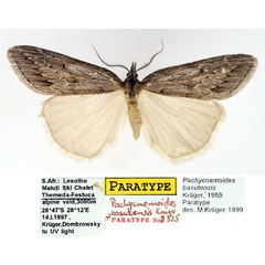 /filer/webapps/moths/media/images/B/basutensis_Pachycnemoides_PTM_TMSA.jpg