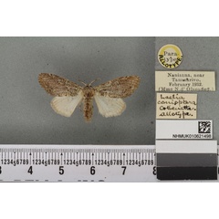 /filer/webapps/moths/media/images/C/conioptera_Laelia_AT_BMNHa.jpg