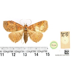/filer/webapps/moths/media/images/S/sejuncta_Thermesia_HT_BMNH.jpg