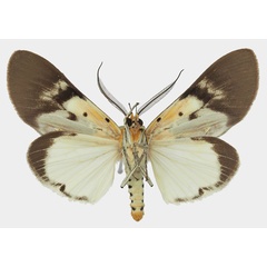 /filer/webapps/moths/media/images/S/speciosa_Asota_AM_Basquinb.jpg