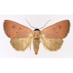 /filer/webapps/moths/media/images/S/sarcistis_Plecoptera_AF_TMSA_01.jpg
