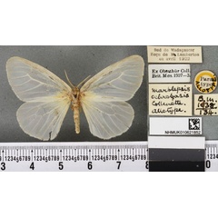 /filer/webapps/moths/media/images/O/ochrobasis_Marblepsis_AT_BMNHa.jpg