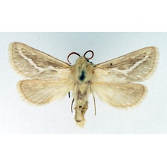 /filer/webapps/moths/media/images/I/ibex_Eudalaca_AM_TMSA_01.jpg
