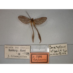 /filer/webapps/moths/media/images/L/latipennis_Doratopteryx_HT_RMCA_02.jpg