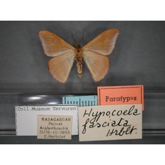 /filer/webapps/moths/media/images/F/fasciata_Hypocoela_PT_RMCA_02.jpg