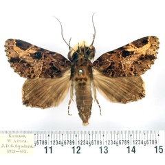 /filer/webapps/moths/media/images/E/eximia_Pseudotolna_AM_BMNH.jpg
