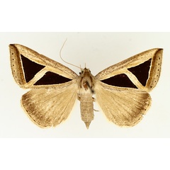 /filer/webapps/moths/media/images/M/mahura_Parachalciope_AF_TMSA_01.jpg