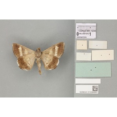 /filer/webapps/moths/media/images/C/congesta_Grammodes_PTM_BMNHb.jpg