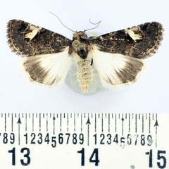 /filer/webapps/moths/media/images/L/leucodonta_Epharmottomena_AM_BMNH.jpg
