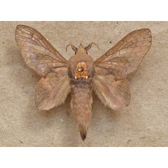 /filer/webapps/moths/media/images/L/longipennis_Typhonoya_A_Butler.jpg