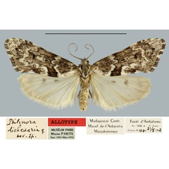 /filer/webapps/moths/media/images/L/lichenaria_Philenora_AT_MNHN.jpg