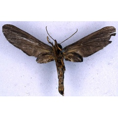 /filer/webapps/moths/media/images/B/bitjeana_Melisoides_LT_BMNH_02.jpg