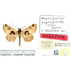 /filer/webapps/moths/media/images/R/ruptisignoides_Marcipalina_PTM_BMNH_02.jpg