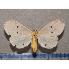 /filer/webapps/moths/media/images/G/guttivaga_Soloella_AF_Goff.jpg