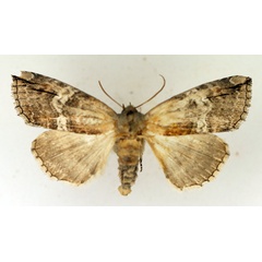 /filer/webapps/moths/media/images/N/nebulosa_Aethiopsestis_AM_TMSA.jpg