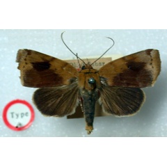 /filer/webapps/moths/media/images/S/semiferruginea_Maurilia_HT_BMNH.jpg