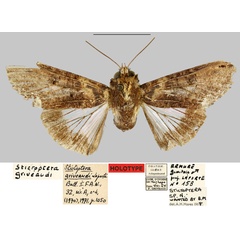 /filer/webapps/moths/media/images/G/griveaudi_Stictoptera_HT_MNHN.jpg
