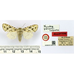 /filer/webapps/moths/media/images/P/petersi_Nyodes_AT_BMNH.jpg