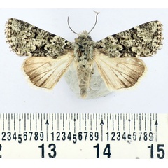 /filer/webapps/moths/media/images/P/poliastis_Mamestra_AF_BMNH.jpg