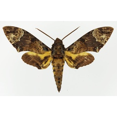 /filer/webapps/moths/media/images/F/fulvinotata_Coelonia_AM_Basquin_03.jpg