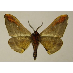/filer/webapps/moths/media/images/A/anthracina_Gongropteryx_HT_ZSMb.jpg