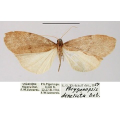 /filer/webapps/moths/media/images/D/derelicta_Archithosia_AM_BMNH.jpg