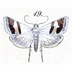 /filer/webapps/moths/media/images/O/ornatula_Thalpochares_HT_Felder_1875_108-19.jpg