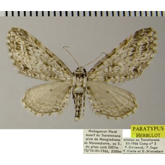 /filer/webapps/moths/media/images/E/ericeti_Eupithecia_PTF_ZSM_01.jpg