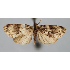 /filer/webapps/moths/media/images/I/infuscata_Viettesia_A_BMNH.jpg
