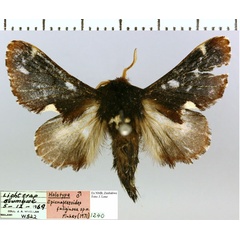 /filer/webapps/moths/media/images/F/fuliginosa_Epicnapteroides_HT_NMB.jpg