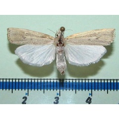 /filer/webapps/moths/media/images/P/paludella_Calamotropha_A_Goff_02.jpg