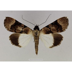 /filer/webapps/moths/media/images/B/bipunctata_Audea_AF_Basquin_02.jpg