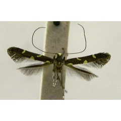 /filer/webapps/moths/media/images/S/sapina_Caloptilia_HT_TMSA5666.jpg