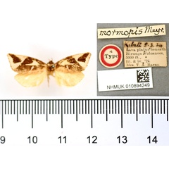 /filer/webapps/moths/media/images/M/mormopis_Crothaema_STM_BMNH.jpg